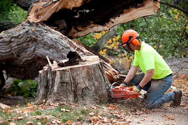 Best Utility Line Clearance  in Sunnyvale, TX