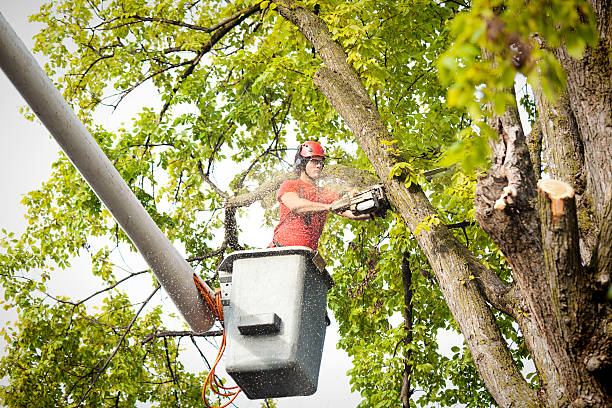 Sunnyvale, TX Tree Services Company